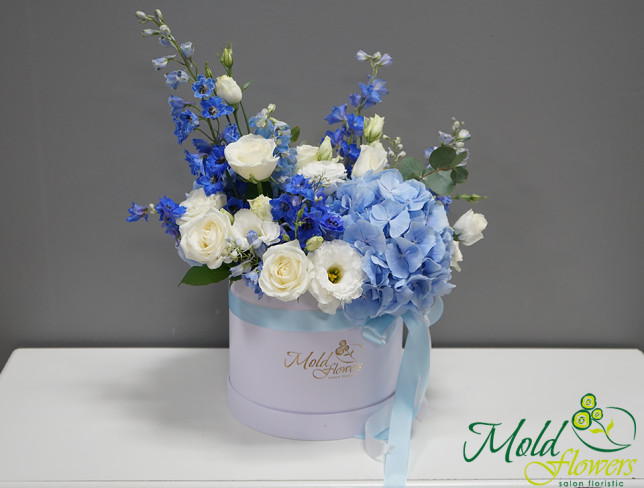 Box with blue hydrangea, ''Blue Lagoon'' photo